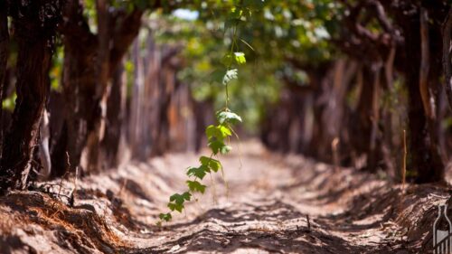 datas comemorativas de vinhos - Dia da Vinha Velha