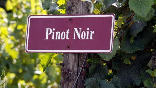 Dia Internacional da Pinot Noir